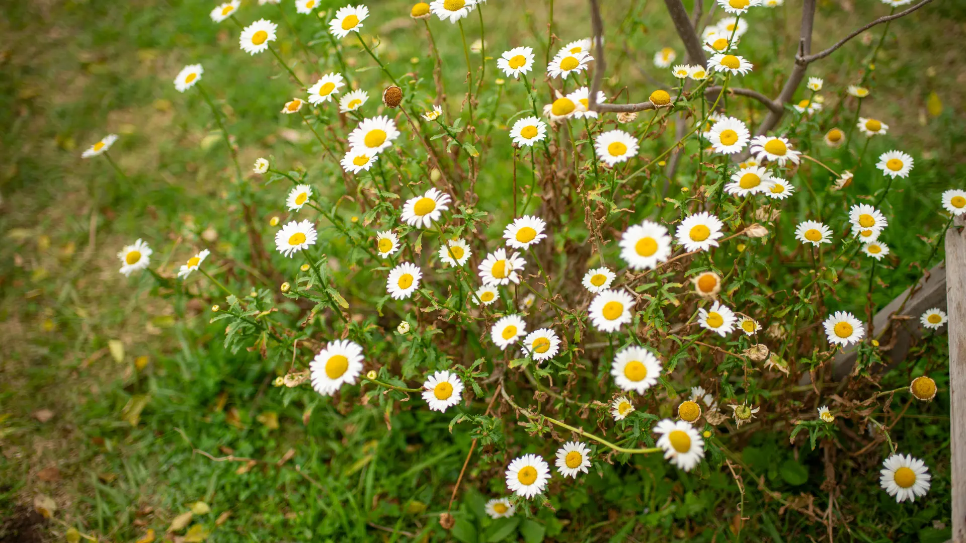 Invitaciones digitales personalizadas